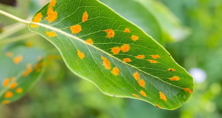 Rostpilze Im Garten Erkennen Und Bekmpfen | MOOWY