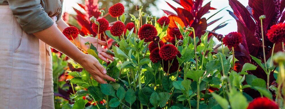 Rote Schnittblumen im Garten