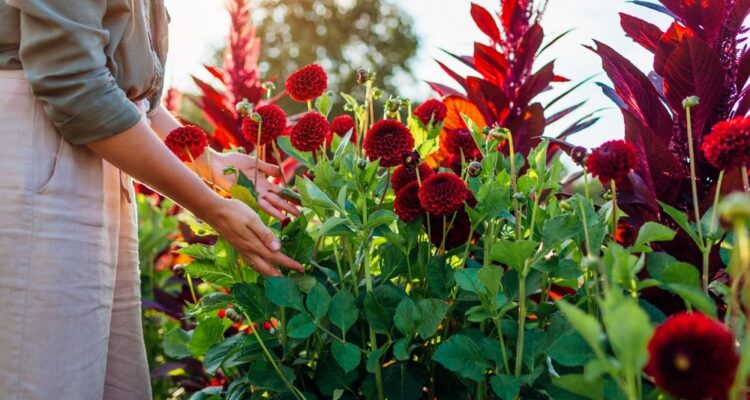 Schnittblumen im Garten anpflanzen | MOOWY