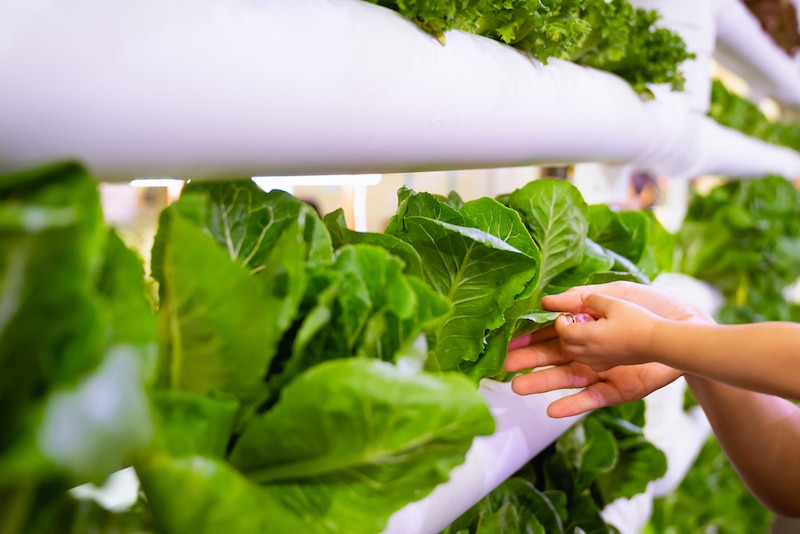 Vertikaler Gemüsegarten – Tipps & Ideen