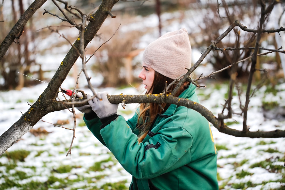 Gartenarbeit im Februar – Baumschnitt