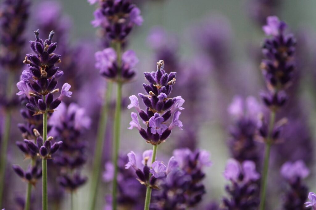 Lavendel gegen Zecken im Garten