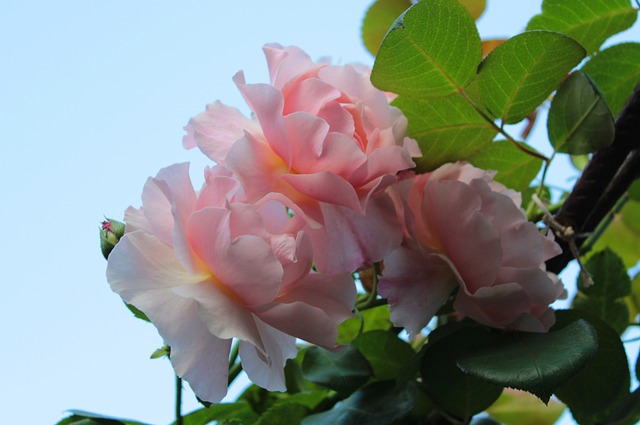 Rosen schneiden – Ramblerrose