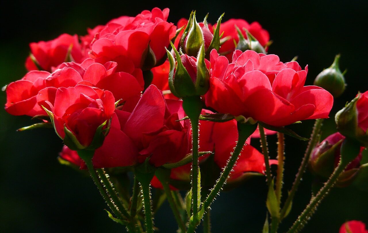 Rosen Schneiden – Wann Und Wie viel?