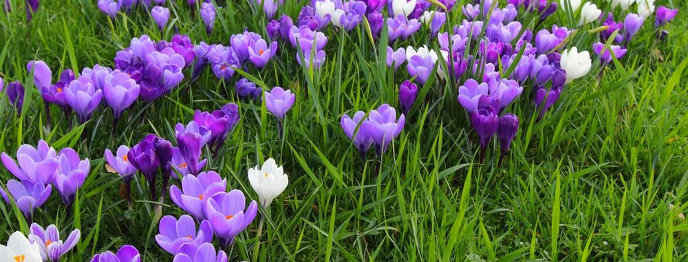 Gardening in February