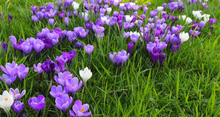 Gartenarbeit im Februar | MOOWY