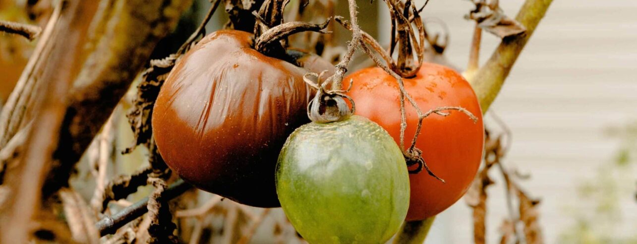 Faule Tomaten, möglicherweise wegen Phytophthora