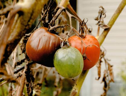 Faule Tomaten, möglicherweise wegen Phytophthora