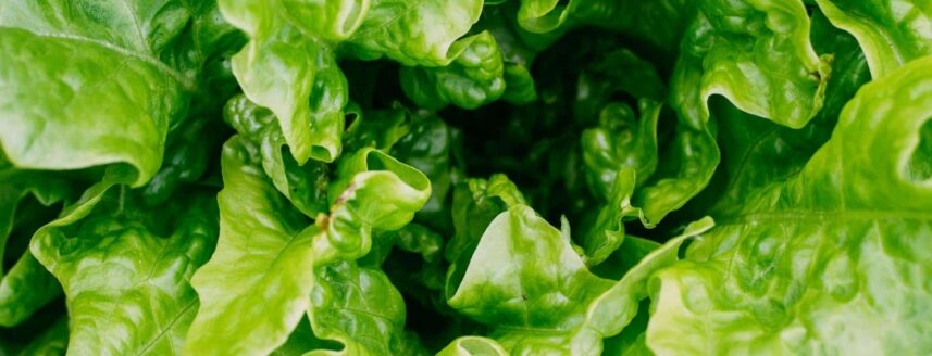 Gemüsegarten anlegen und Salat ernten
