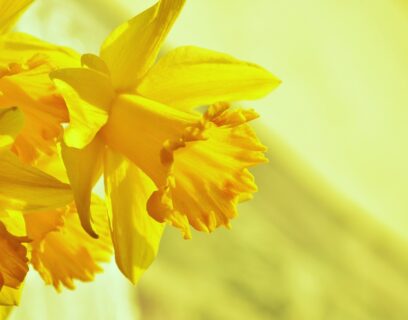 Gartenarbeit im März – Gelbe Narzisse