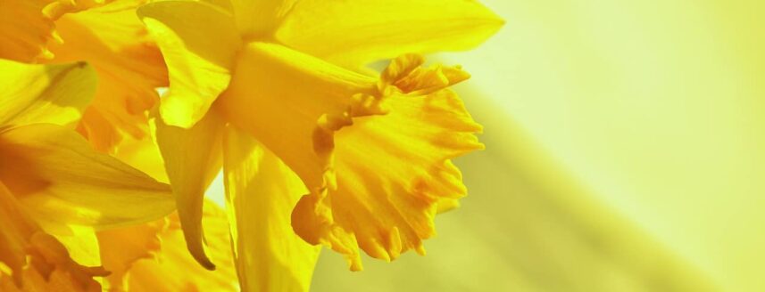Gartenarbeit im März – Gelbe Narzisse