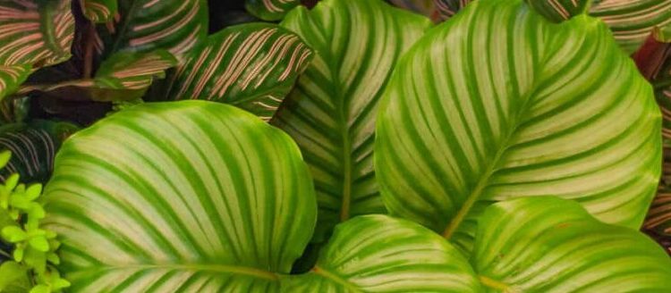Calathea-Pflege und praktische Tipps | MOOWY