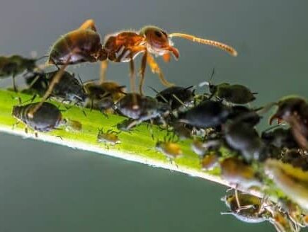 Nahaufnahme von Ameisen, Pflanzenschädlinge