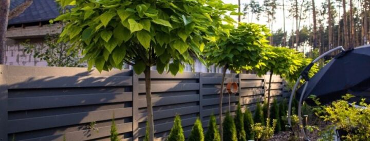 Trompetenbaum schneiden Anleitung & Tipps MOOWY