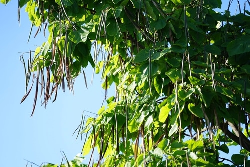 Baumkrone eines Trompetenbaums mit Samen