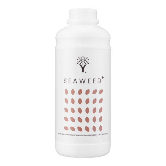 Seaweed Vorderseite