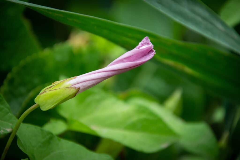 Geschlossene Blüte der Ackerwinde