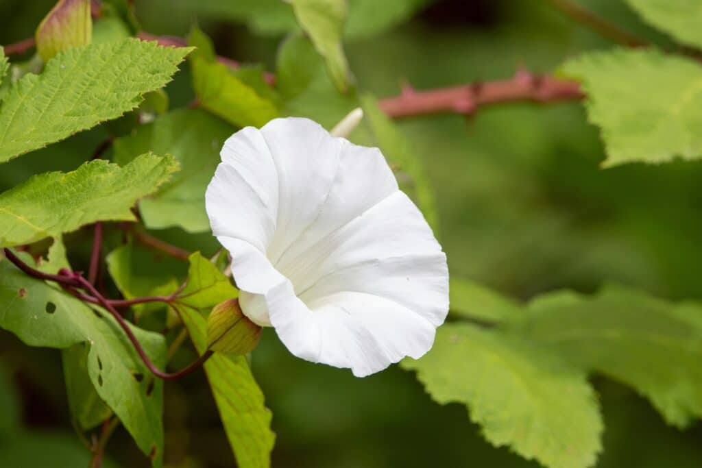 Weiße Blüte einer Zaunwinde