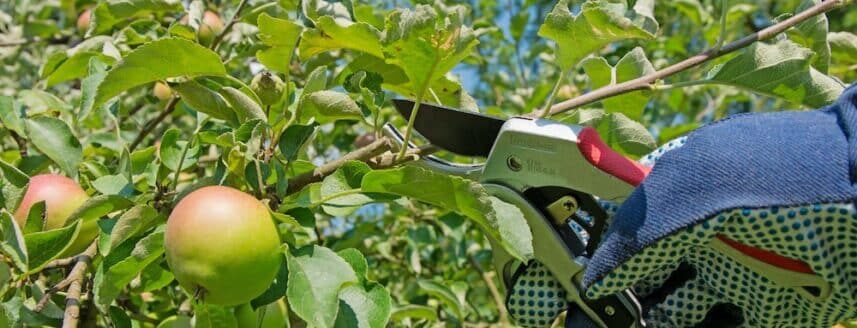 Gartenschere schneidet Apfelbaum-Zweig