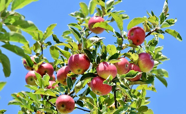 Äpfel auf einem Apfelbaum