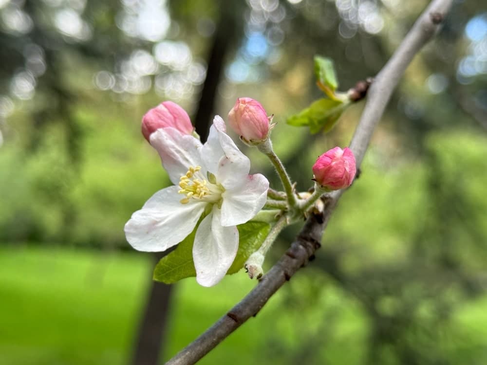 Pinke Blütenknospen und weiße Apfelblüte