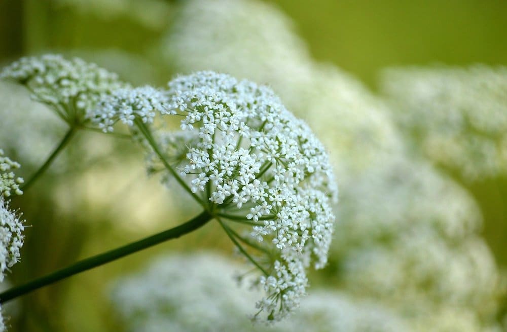 Weiße Blüte des Giersch