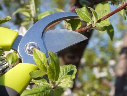 Gartenschere schneidet Zweig von Pflaumenbaum