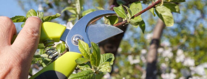 Gartenschere schneidet Zweig von Pflaumenbaum