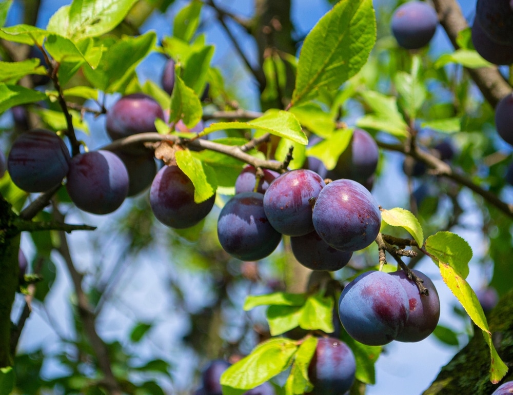 Pflaumen an einem Baum