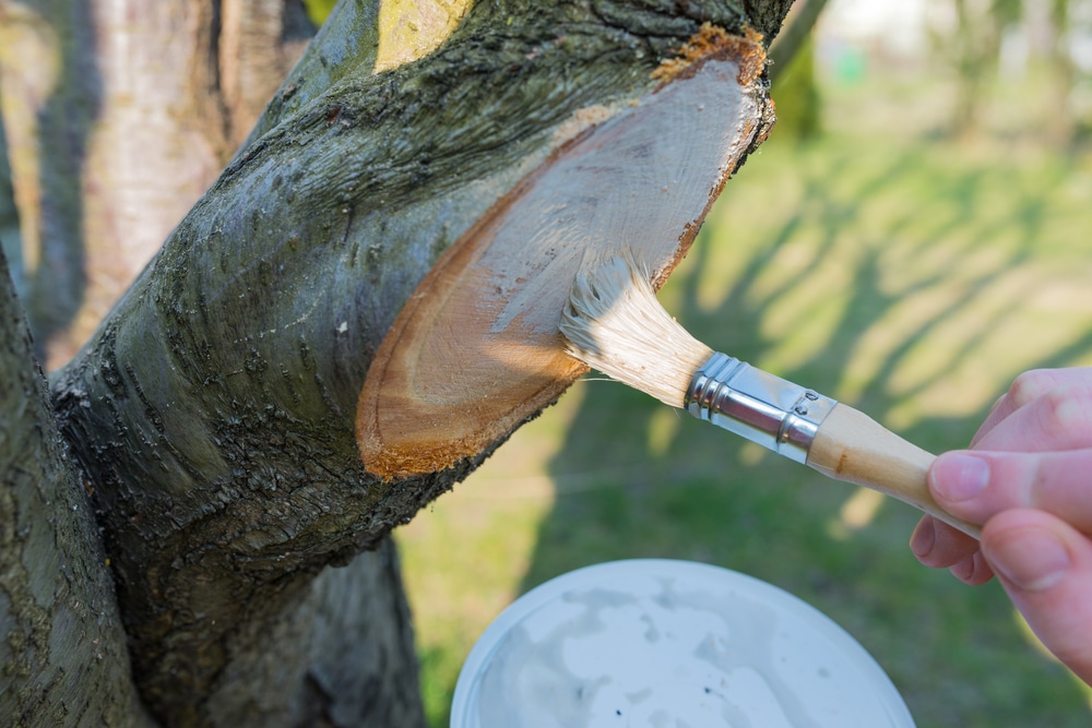 Pflege nach dem Pflaumenbaum-Schneiden