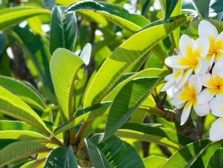 Blühender Frangipani-Baum