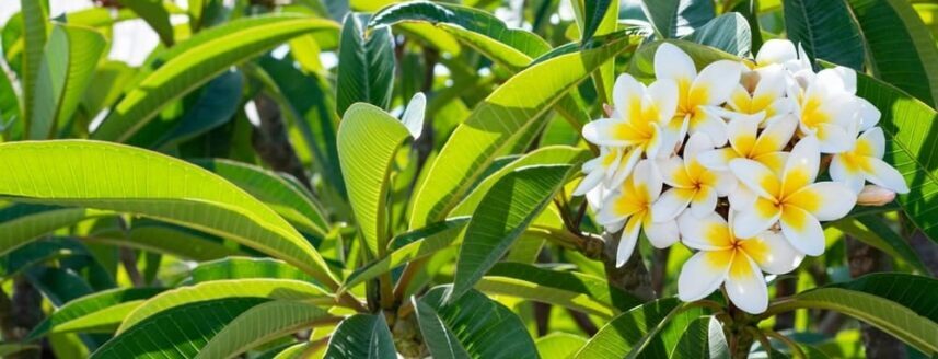 Blühender Frangipani-Baum