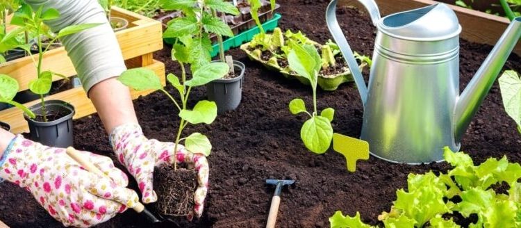Gemse Dngen  Warum, Wie und Wann? | MOOWY