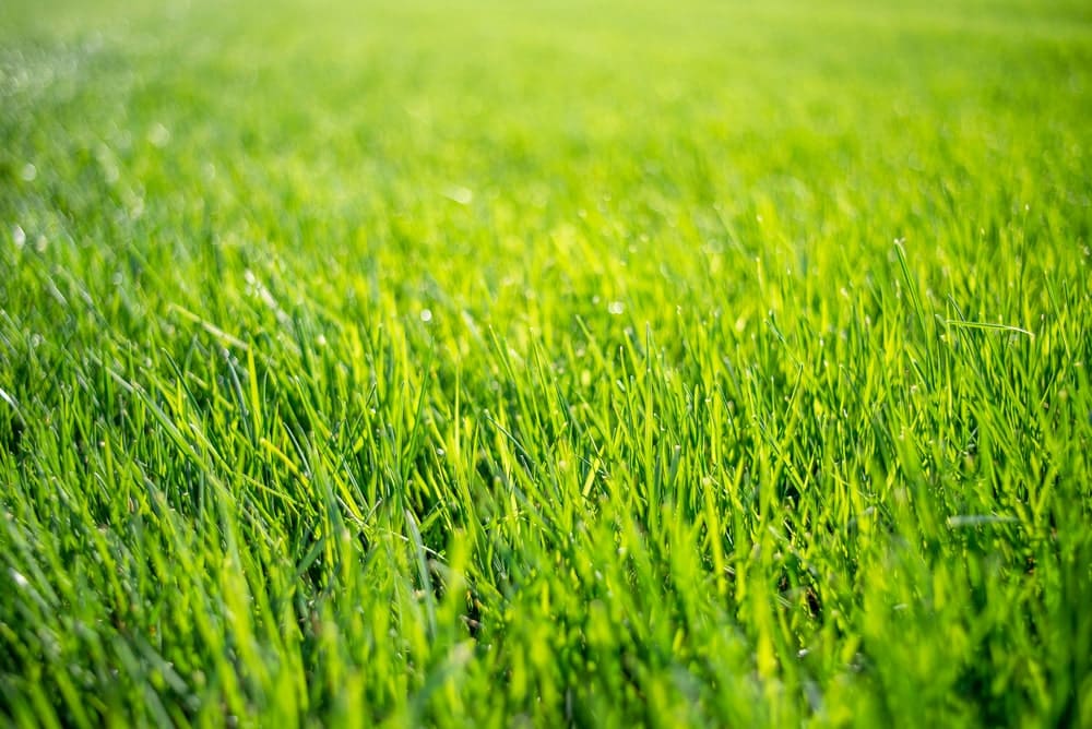 Grüner, gesunder Rasen mit Hydro+