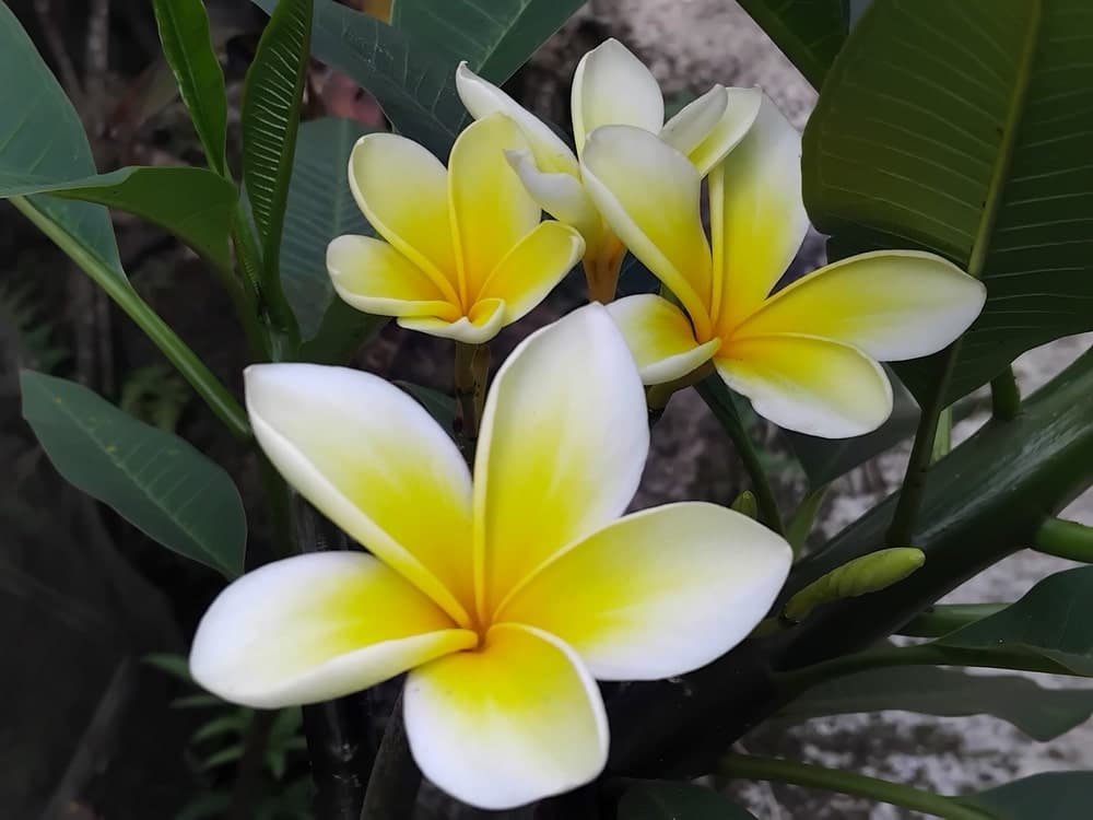 Blühende Plumeria alba