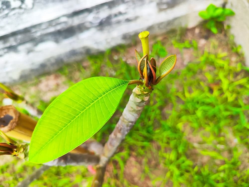 Frangipani nach dem Schnitt