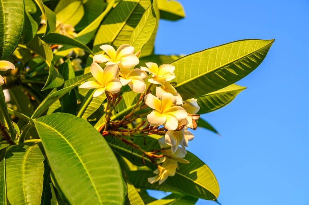 Blühende Frangipani