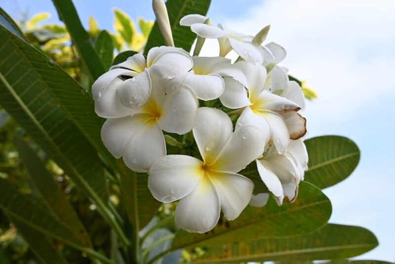 Plumeria pudica mit zarten Blütenblättern