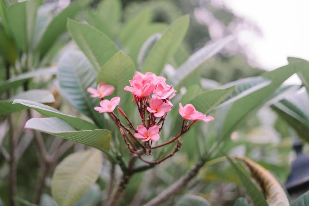 Plumeria rubra mit pinker Blüte