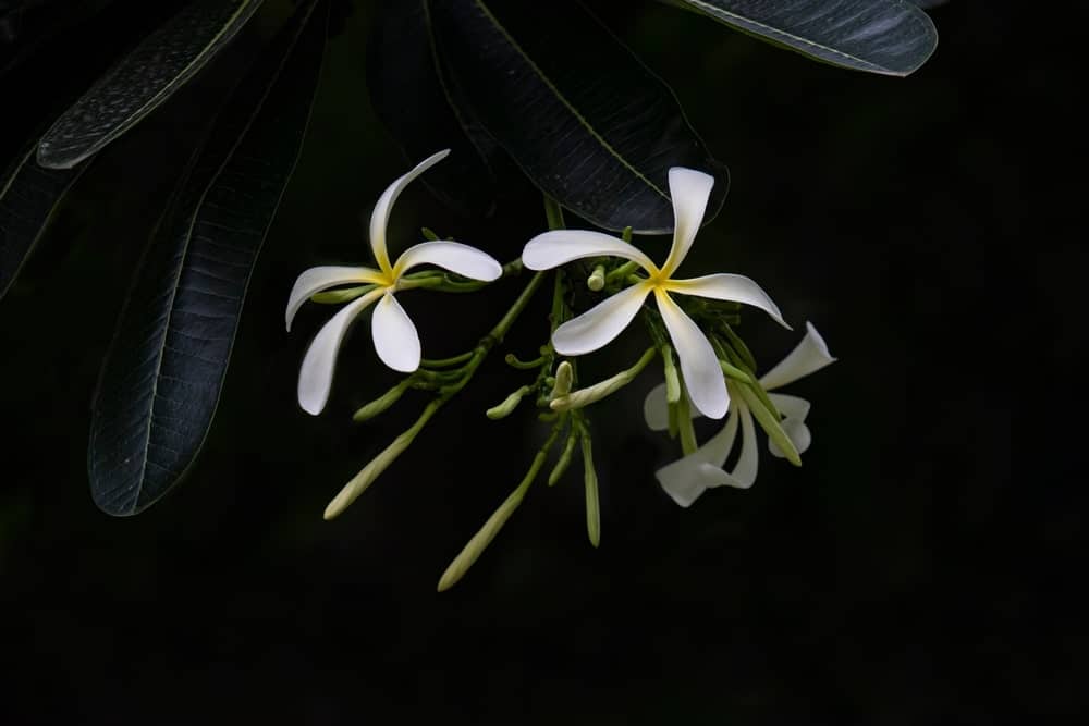 Plumeria stenophylla, eine Frangipani