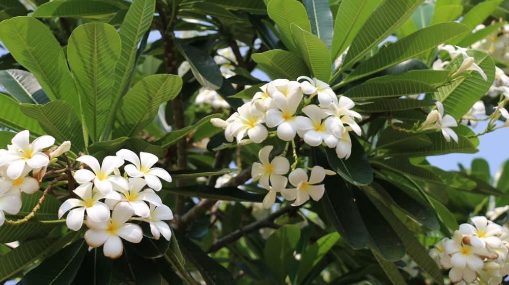 Frangipani-Blüte