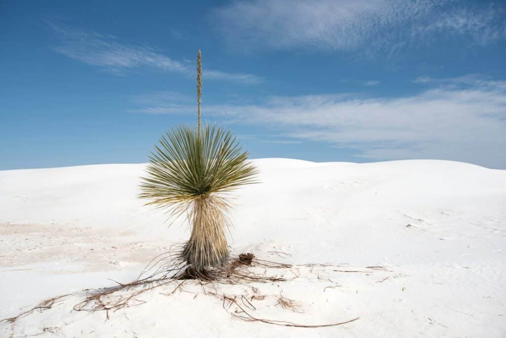 Yucca Palme im Sand