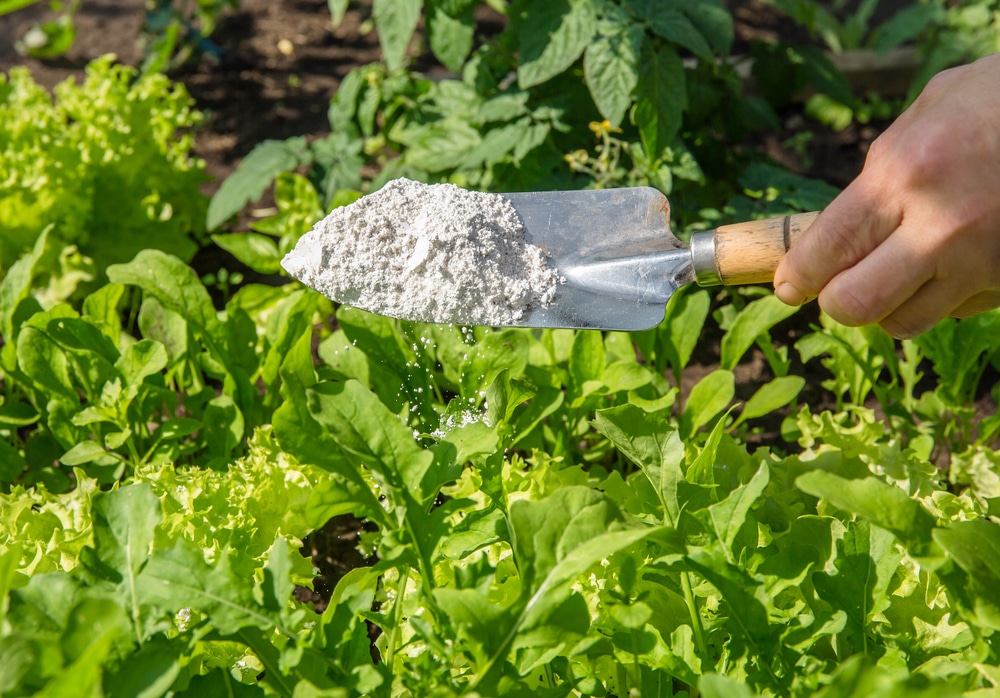 Backpulver für Pflanzen im Garten