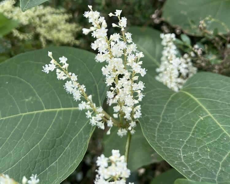 Blüte des Japanischen Staudenknöterichs