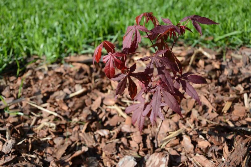 Fächerahorn im Mulch