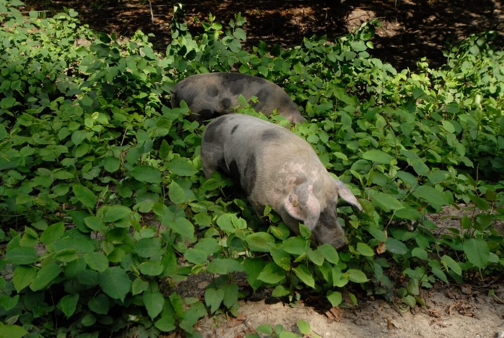 Weideschweine gegen Staudenknöterich