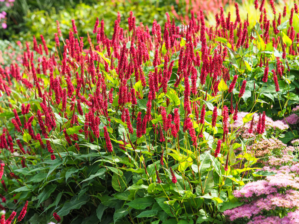 Staudenknöterich mit roten Blüten