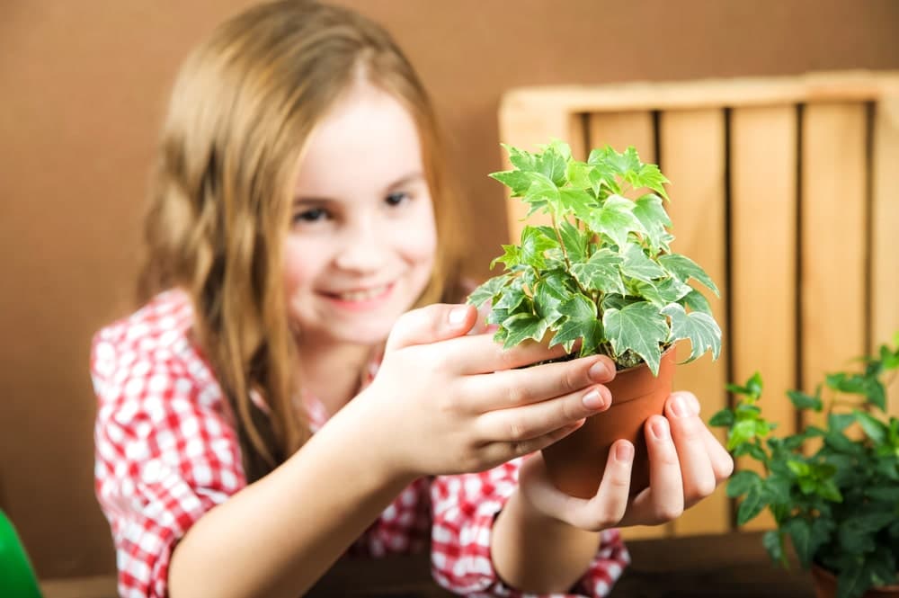 Kind hält junge Efeu-Pflanze