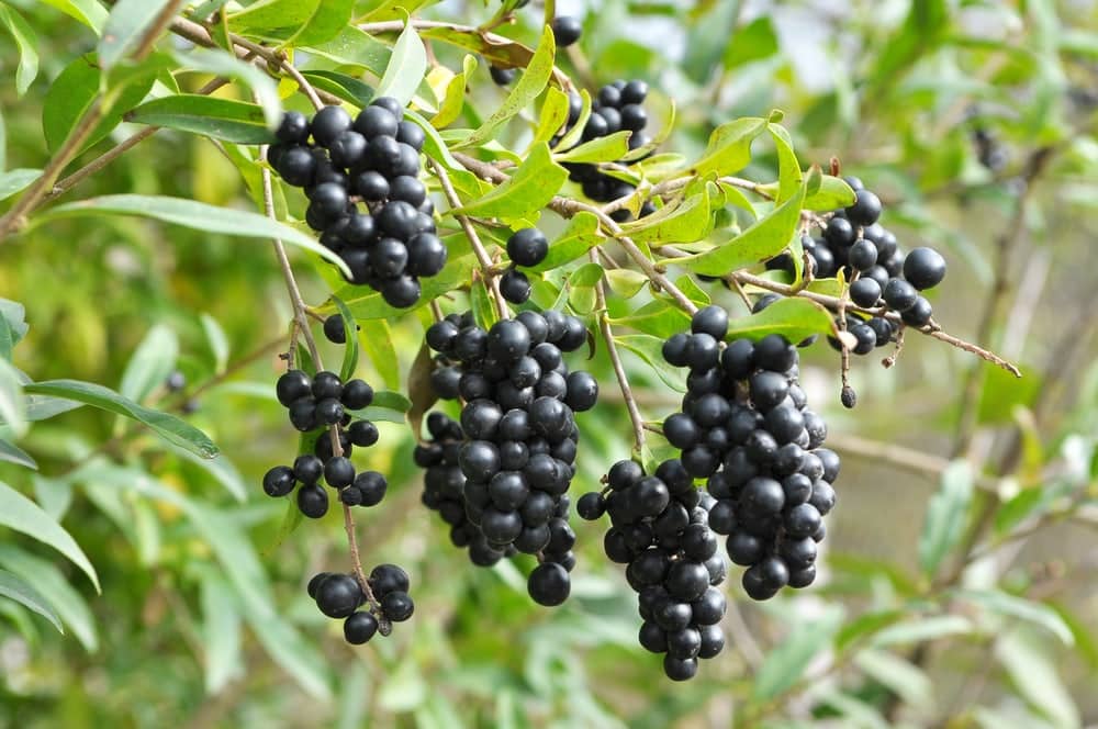 Schwarze Ligutserbeeren