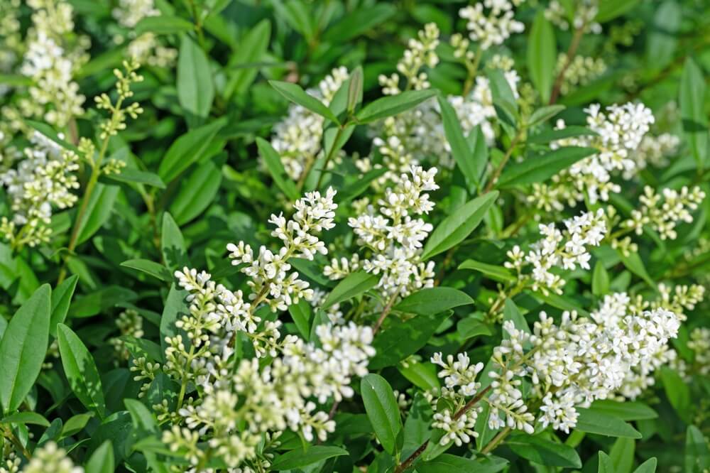 Liguster mit weißen Blüten